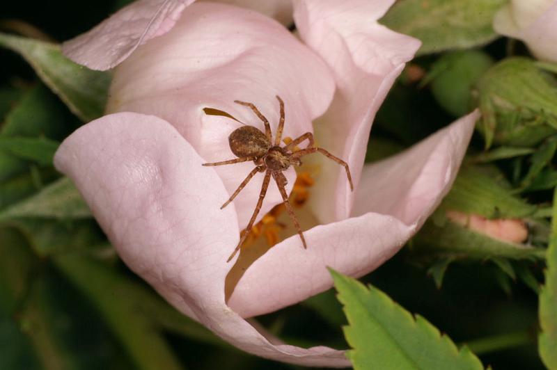 Philodromus_cespitum_D4997_Z_90_Les Gris_Frankrijk.jpg